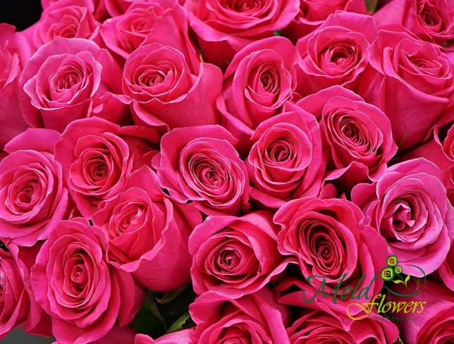 Trandafiri Ciclamen "ECUADOR" 40-50 cm foto